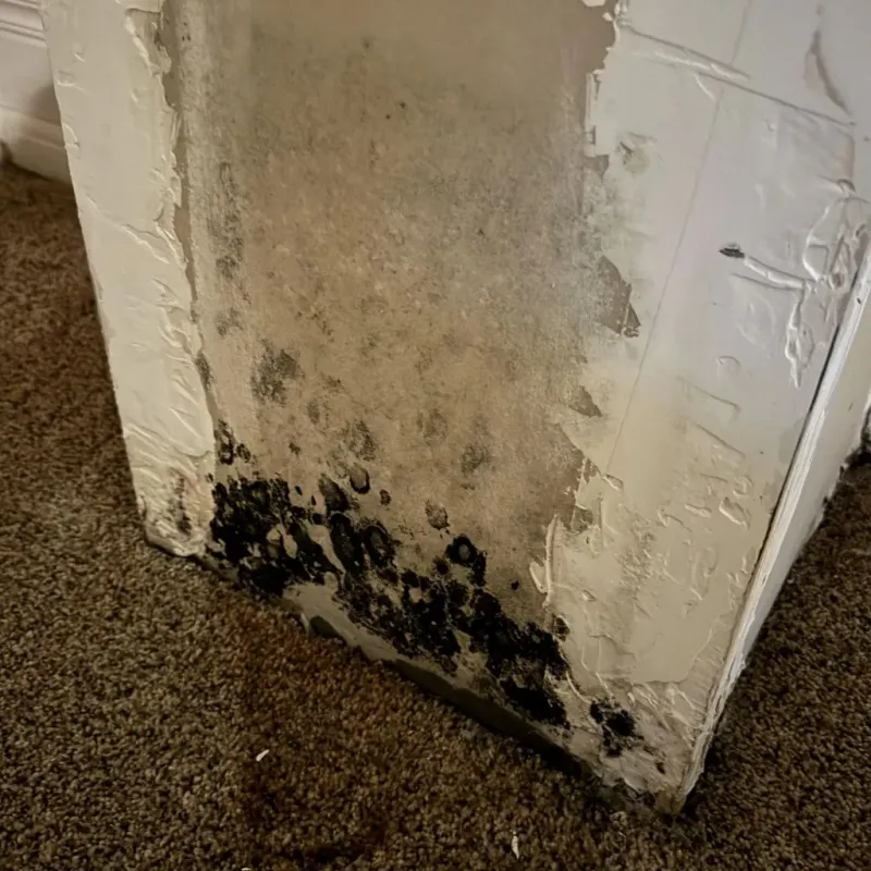 Professional Mold Removal in Tallmadge, OH